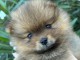 Adorable chiot spitz allemand 