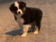 Je donne chiot berger australien 