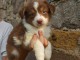 Je donne chiot berger australien 