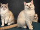 Dons chaton Ragdoll disponible 