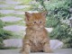 Dons b&eacute;b&eacute; chaton Maine coon m&acirc;le 
