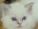 Magnifique chaton Ragdoll disponible 
