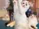 Je donne chaton Ragdoll femelle 