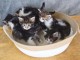 Dons chaton sib&eacute;rien disponible 