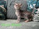 B&eacute;b&eacute; chaton Bengal disponible 