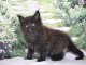 Adorable chaton Maine coon m&acirc;le a donner 