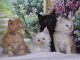 Adoption chaton Maine coon disponible 