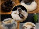 Paniers pour chats en peau de mouton naturelle, 50 cm, 70 cm