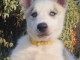 Husky sib&eacute;rien femelle &agrave; donner 