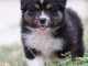 Je donne chiot berger australien 