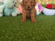 Je donne chiot caniche disponible 