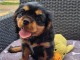 Je c&eacute;d&eacute; urgent chiot cavalier king Charles 
