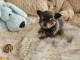 Je donne chiot chihuahua m&acirc;le 
