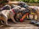 Dons chiots Cane corso disponible 