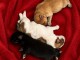 Adoption chiots spitz allemand disponible 