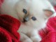 Adoption chaton sacr&eacute; de Birmanie 