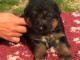 Adoption chiots berger allemand 