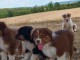 Dons chiots berger australien 