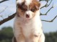 Chiots berger australien pour adoption 