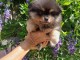 Chiots spitz allemand &agrave; placer 
