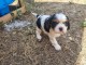 Je donne chiot cavalier king femelle 