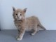 Chatons Maine coon m&acirc;le a donner 