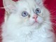 Ragdoll disponible pour adoption 