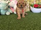 Adoption chiots caniche disponible 