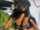 Rottweiler lof femmelle disponible