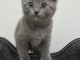 Magnifique chaton chartreux disponible 