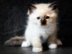 Je donner chaton ragdol disponible 