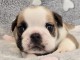Je donne chiots bullg anglais 
