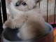 Je donne chaton sacr&eacute; de brimanie 