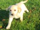 Je donne chiots golden retriever 