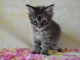 Je donne chaton Maine coon 