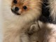 Dons chiots spitz allemand 