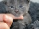 B&eacute;b&eacute; chaton Maine coon disponible 