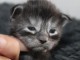 Je donne chaton Maine coon femelle 