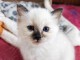 Adorable chatons ragdoll