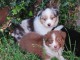 Adoption chiots berger Australien 