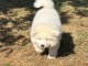 Je donne chiots akita pour adoption 