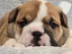 Dons chiots bullg anglais 