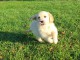 Chiot golden a donner urgent 
