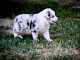Je donne chiots berge australien 