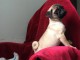 Annonces chiots carlin &agrave; donner 