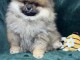 Je donne chiots spitz allemand