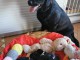 Annonces chiots labrador retriever 