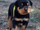 Je donne chiots rottweiler 