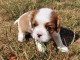 Je donne chiots cavalier King Charles 
