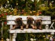 Dons chiots carlin disponible 